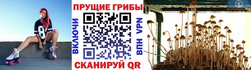 Псилоцибиновые грибы Psilocybe  кракен ССЫЛКА  Игра 